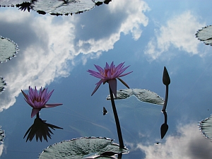 lilies & clouds