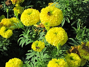 bees on yellow flowers