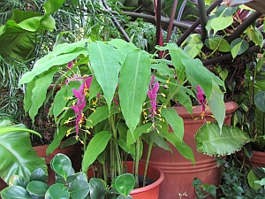 plant with pink & yellow flowers