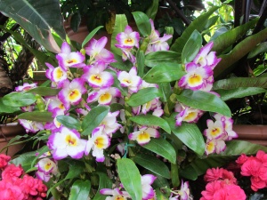 orchids & azaleas
