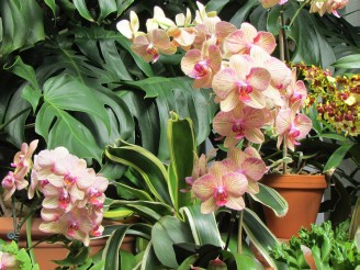 pink stripe orchid