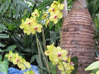 yellow orchid