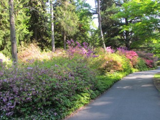 azaleas along walk