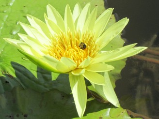 yellow lilly with bee