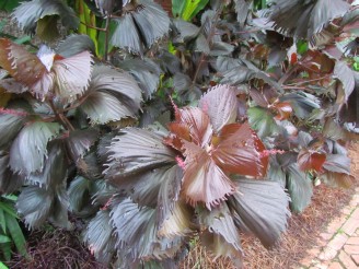 brown plant