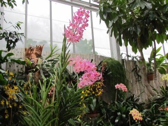 orchids in conservatory