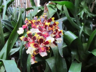 multi-colored orchid