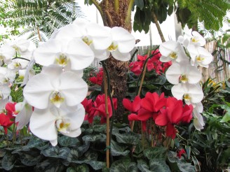 white orchid with begonia