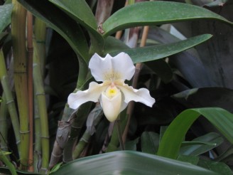 single orchid
