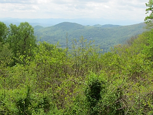 View of Bull Creek Valley
