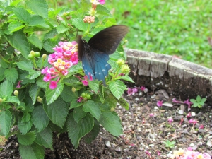 blue pipevine swallowtail
