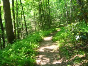 trail through fern