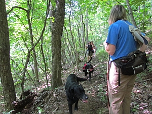 dogs on the trail