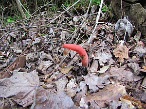 red fungus