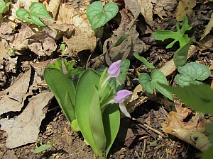showy orchis buds