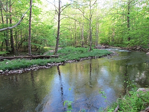 beaver dam