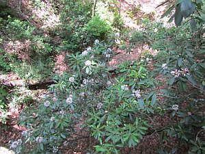 rhododendron bushes