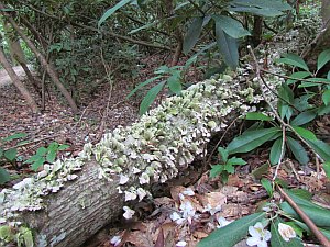 log with fungus