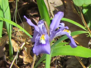 Iris blossom