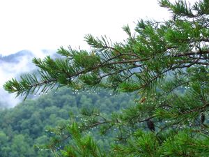 raindrops on pine