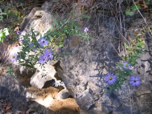 asters along the trail