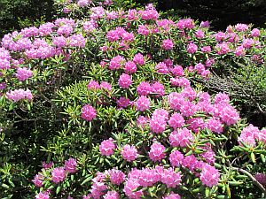 more rhododendron