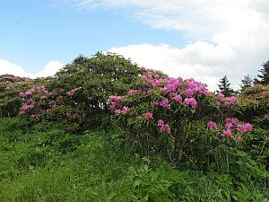 Rhododendron on Cloudland trail