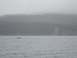 whale 8