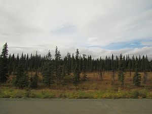 trees on tundra