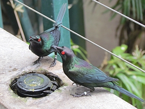 metallic starlings