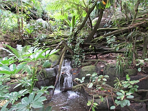 waterfall & plants