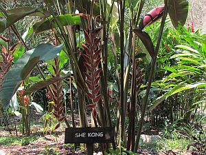 She kong heliconia