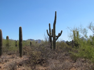saguaro cactus at desert museum