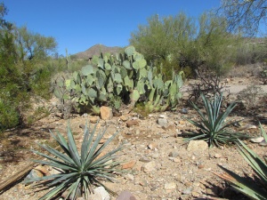 other cactus plants