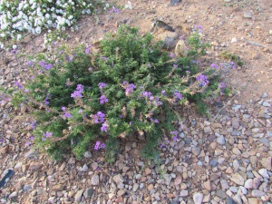 purple flowers plant