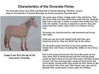 Sign about ponies
