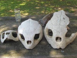 turtle skulls