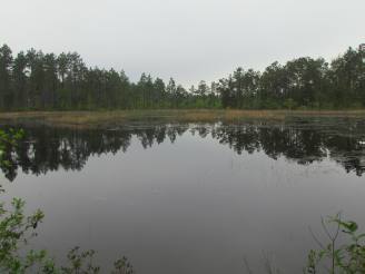 Green Swamp pond