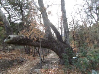 big bent tree