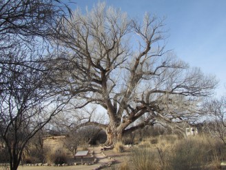 trees at San Pedro House
