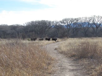 cattle on trail