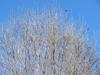 finches in tree