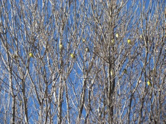 goldfinches in tree